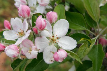 Apple_blossoms